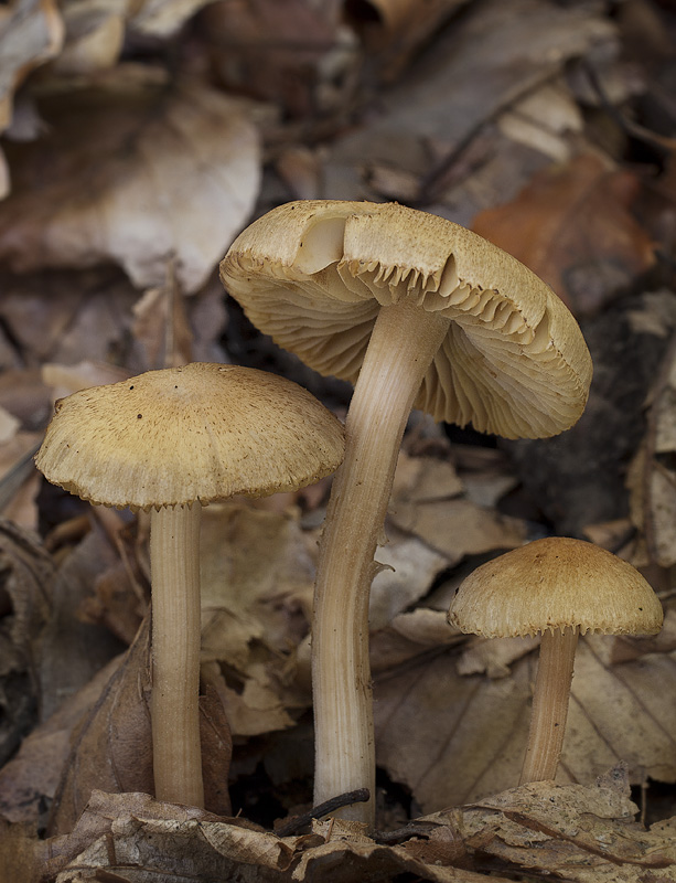 Inocybe hirtella